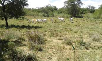 Imagem 4: Sitio pequeno a venda na estrada da produção