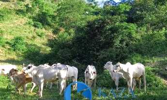 Imagem 6: FAZENDA COM ABUNDÂNCIA DE ÁGUA E ESCRITURA EM PLANALTINA-GO ? PRONTA PARA PRODUZIR