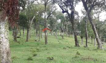 Imagem 3: Lote em Rua dos Pessegueiros - Campo do Meio - São Francisco de Paula/RS