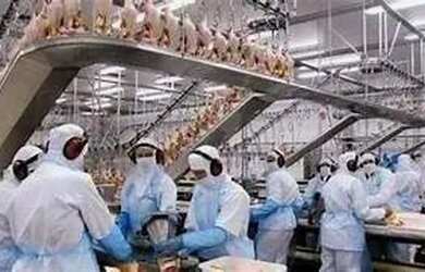 Imagem 3: Frigorífico de grande/Frangos Porte - Interior de Pernambucoi