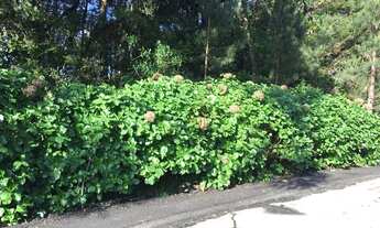 Imagem 6: Área no bairro Mato Queimado em Gramado!