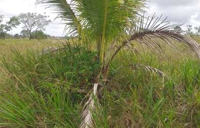 Imagem 2: Fazenda/sitio 200 hectares Pracuuba-AP
