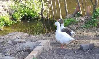 Imagem 6: Sítio em Natuba vitoria-Pe