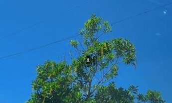 Imagem 3: Terreno a venda no São Luis região Vetor de Crescimento