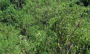 Imagem 3: Vendo fazenda em Nazaré das farinha