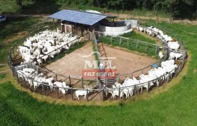 Imagem 3: Fazenda 75 Alqueires (363 Hectares) Uruaçu - Go