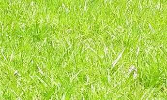 Imagem 6: Terreno Village Paraybuna 1032 m2