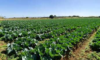 Imagem 5: Chácara 2 hectares DF 220