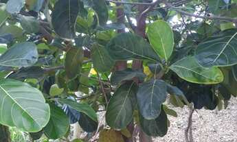 Imagem 6: Sitio Vila dos Ypês