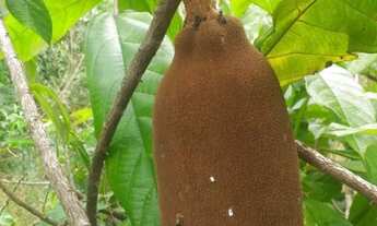Imagem 7: Excelente chácara com casa e um lago a 18 Km de Parauapebas