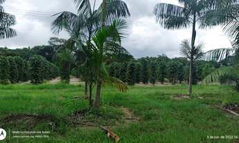 Imagem 2: Granja 40 mil bicos e plantação de pimenta do reino e açaí R$600 mil