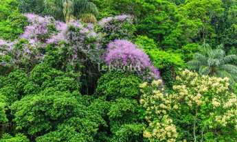 Imagem 6: VISTA LIVRE E VERDE, NA PARTE PLANA DA GÁVEA!