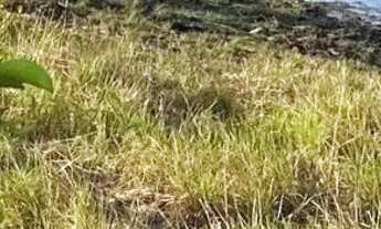 Imagem 4: Terreno De Chácara na Região do Água Boa 18km - Lei anúncio