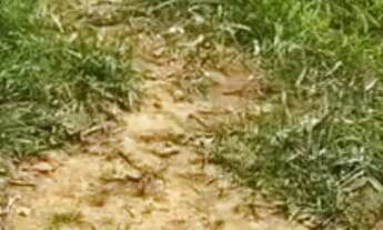 Imagem 5: Vendo lote no bairro nossa senhora de Fátima Planaltina df