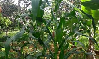 Imagem 7: Sitio Vila dos Ypês