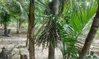 Imagem 2: Sitio em Benevides