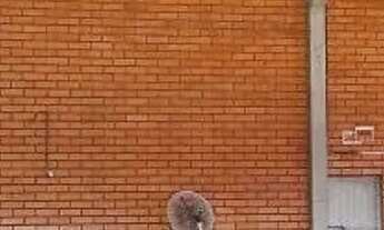 Imagem 2: Blumenau - Galpão/Depósito/Armazém - Salto Weissbach