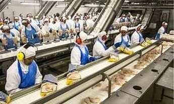 Imagem 4: Frigorífico de grande/Frangos Porte - Interior de Pernambucoi