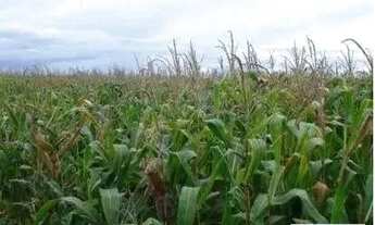 Imagem 4: FAZENDA (6.402 hectares), SEDE ESPETACULAR, TOTALMENTE EQUIPADA PARA OPERAÇÃO E PRODUÇÃO