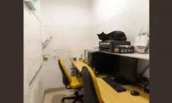 Imagem 6: Sobrado Casa com 3 dormitórios