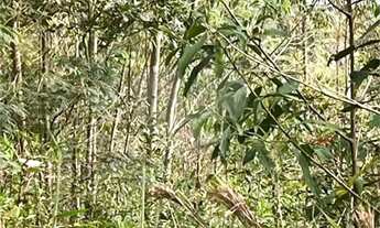 Imagem 2: Área de Terra à venda em Chácara Arantes - SP