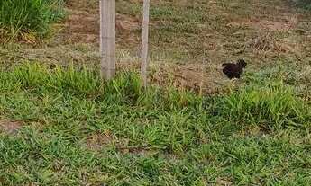 Imagem 4: Só o terreno 600m quadrado