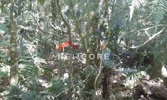 Imagem 6: Lote em Rua dos Jasmins - Colinas - São Francisco de Paula/RS