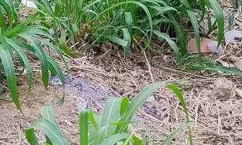 Imagem 3: Casa em parque residencial tubarão!