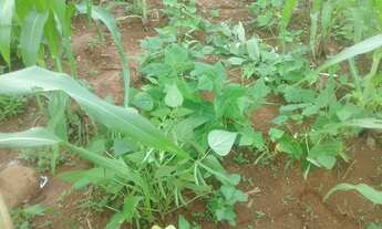 Imagem 4: Ótimo Acesso//Sitio Escriturado//Área total 10 HECTARES///Saída Pirapora..