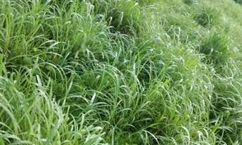 Imagem: Fazenda 95 alqueires