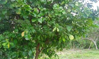 Imagem 4: Sítio na região de Cedral depois da acorizal 15 hectares