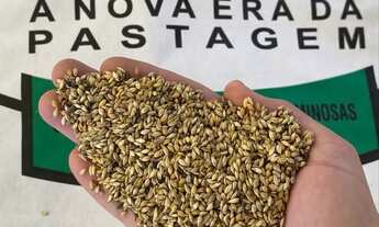 Imagem: SEMENTES PARA PASTAGENS faça seu orçamento