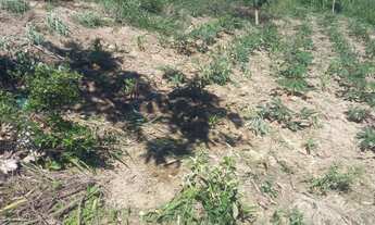 Imagem 5: Sítio a venda Chácara com venda por R$115.000