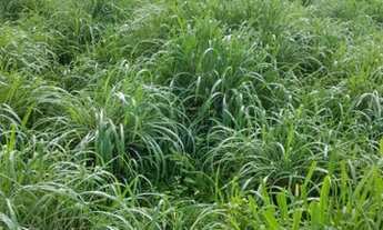 Imagem 7: Fazenda 95 alqueires