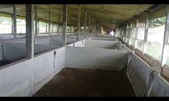 Imagem 2: 1 alq. Em Guaraniaçu com casa e chiqueirao