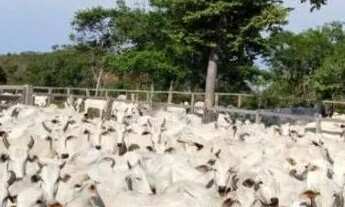 Imagem 5: Fazenda à Venda, 5.593ha² Por R$ 11.000.000 - área Rural - Floriano/pi