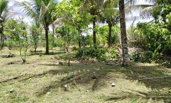 Imagem 5: Vendo maravilhoso sítio em jaguaripe