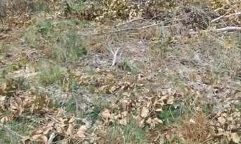 Imagem 3: LOTE SERRA DA MESA EM COLINAS DO SUL G.O