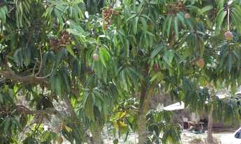 Imagem: Sítio Casa 2 Quartos, Lote 2630m2, Plano