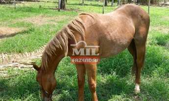 Imagem 4: Fazenda 75 Alqueires (363 Hectares) Uruaçu - Go