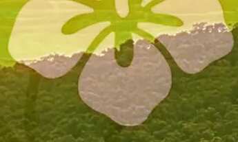 Imagem: Lotes para venda possui 1000 metros quadrados