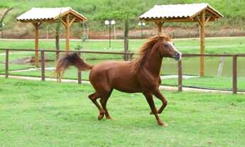 Imagem 3: ESTILO CONDOMINIO FECHADO*CHACARAS DA FAZENDA