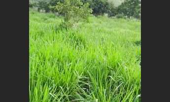 Imagem: Terra de 4 alqueires toda formada! 8 km