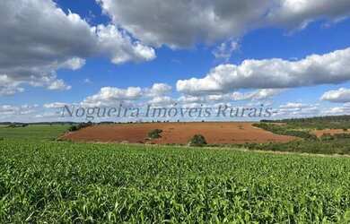 Imagem 14: Fazenda com 40 alqueires, região de Avaré - SP (Nogueira Imóveis Rurais