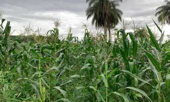 Imagem 2: Lindo baixadão de 20 mil metros (Temos varias opções)
