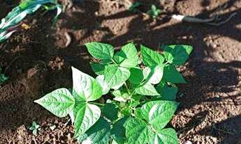 Imagem 5: Ótimo Acesso//Sitio Escriturado//Área total 10 HECTARES///Saída Pirapora..