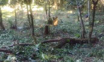 Imagem 3: Chacrinhas Pedro de Toledo SP...leia o anuncio