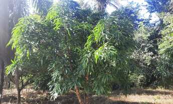 Imagem 2: VENDE-SE CHÁCARA 50ha - 7KM DE ALTO PARAÍSO DE GOIÁS SENTIDO MOINHO - ESCRITURA E REGISTRO