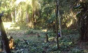 Imagem 4: Chacrinhas Pedro de Toledo SP...leia o anuncio