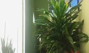 Imagem 2: Casa Padrão em Ribeirão Preto